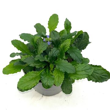 Ajuga reptans