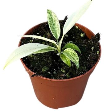 Philodendron FLORIDA GHOST