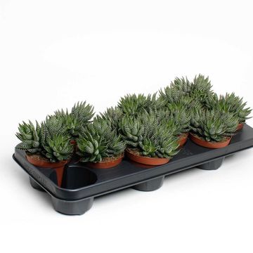 Haworthia reinwardtii zebrina