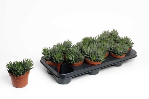 Haworthia reinwardtii zebrina