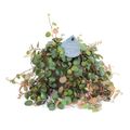 Peperomia 'Pepperspot'