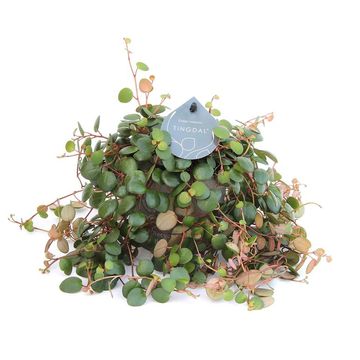 Peperomia 'Pepperspot'