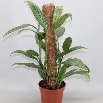 Epipremnum amplissimum SILVER STRIPE