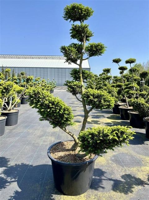 Taxus cuspidata nana