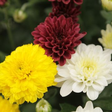 Chrysanthemum SKYFALL MIX IN POT