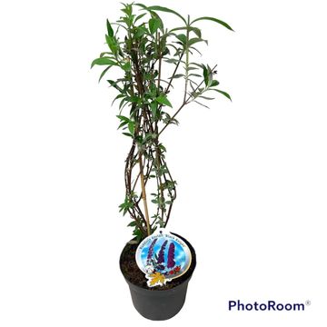 Buddleja davidii 'Black Knight'