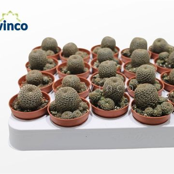 Rebutia heliosa condorensis