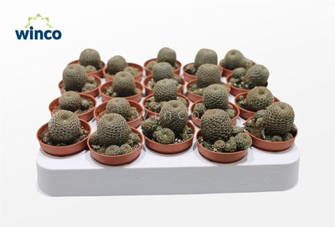 Rebutia heliosa condorensis