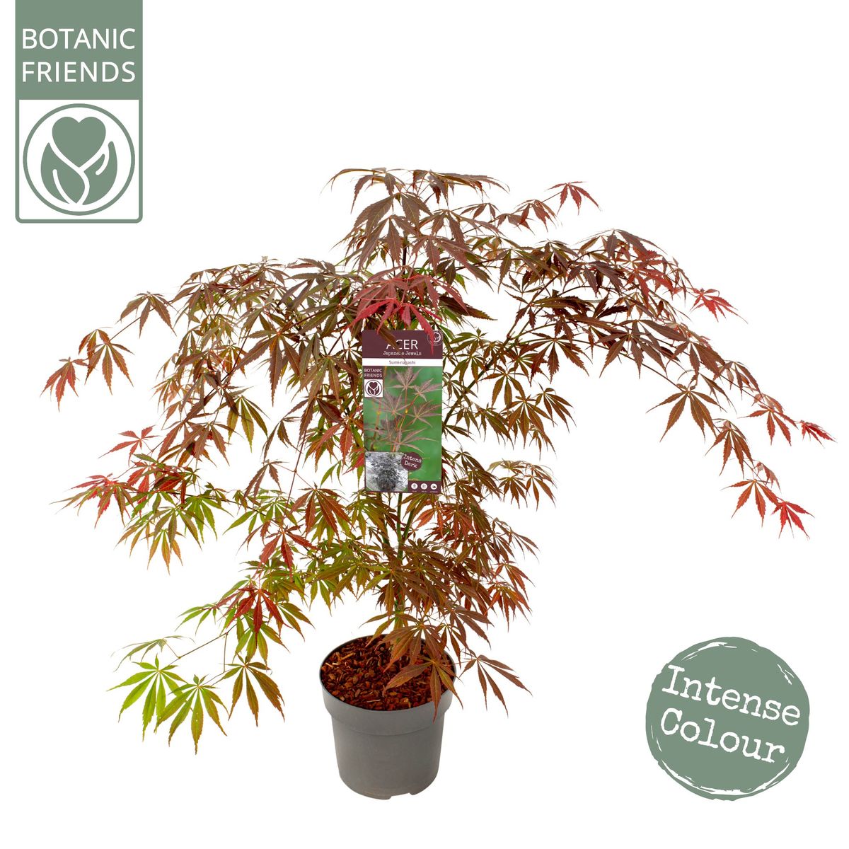 acer-palmatum-sumi-nagashi-bitkiler-toptan-sat-floraccess