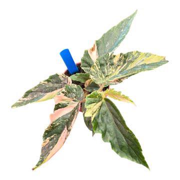 Begonia 'Ginny Galaxy Variegata'