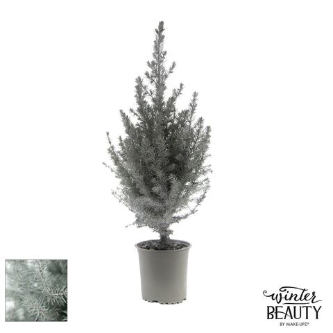 Picea glauca 'Коника'