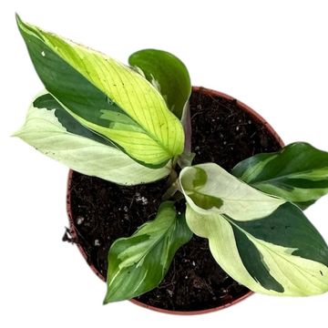 Calathea 'Yellow Fusion'