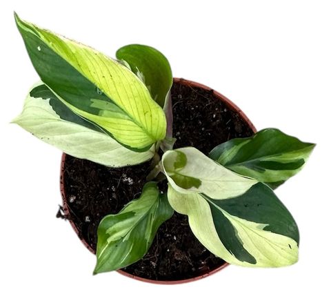 Calathea 'Yellow Fusion'