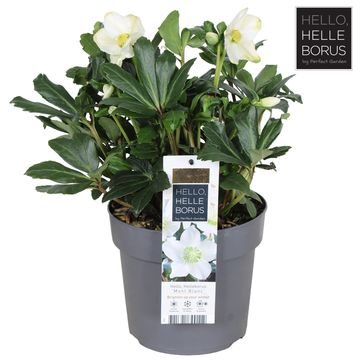 Helleborus niger 'Mont Blanc'