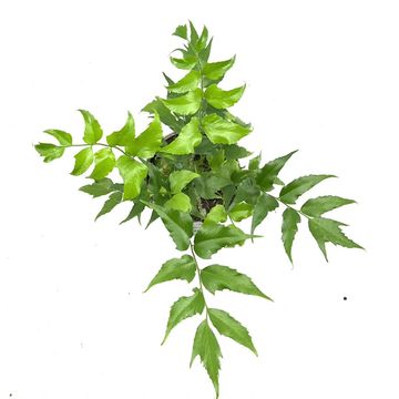 Cyrtomium falcatum