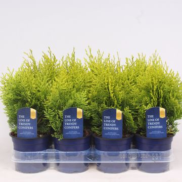 Platycladus orientalis 'Aurea Nana'