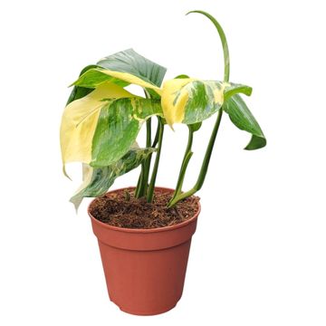Monstera lechleriana 'Variegata'