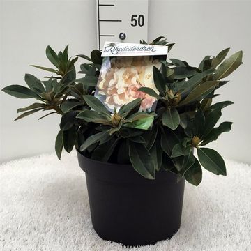 Rhododendron 'Golden Torch' (Y)