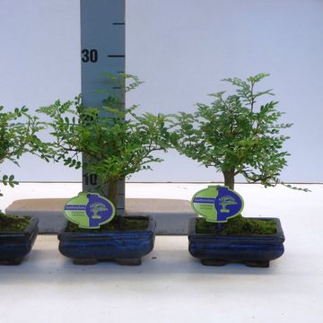 Zanthoxylum piperitum