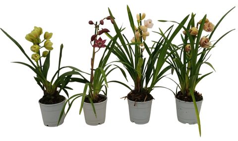 Cymbidium MIX