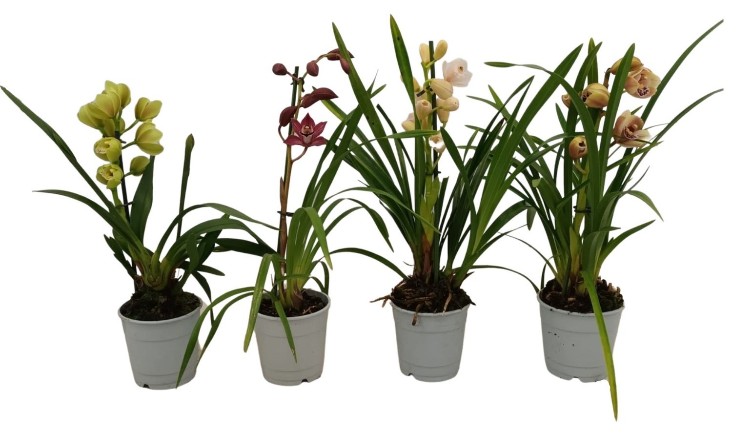 Cymbidium MIX — Plant Wholesale FlorAccess