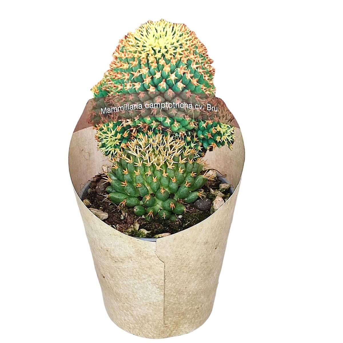 Mammillaria camptotricha  Plant Wholesale FlorAccess