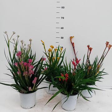 Anigozanthos flavidus