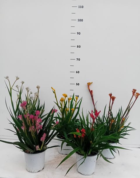 Anigozanthos flavidus