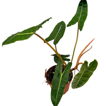 Philodendron billietiae
