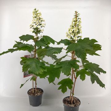 Hydrangea quercifolia