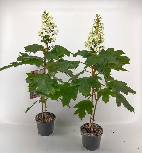 Hydrangea quercifolia