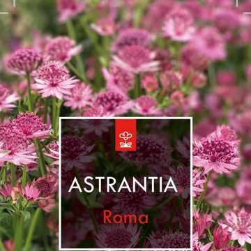 Astrantia major 'Roma'