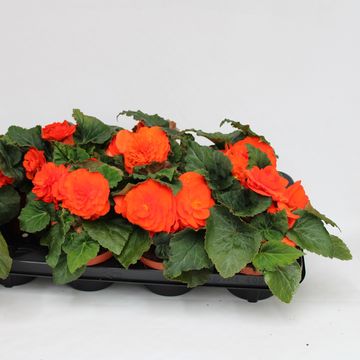 Begonia 'Fortune Orange Shades'