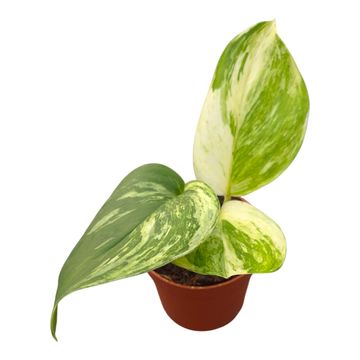 Scindapsus 'Moonlight Variegata White'