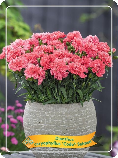 Dianthus CODE SALMON