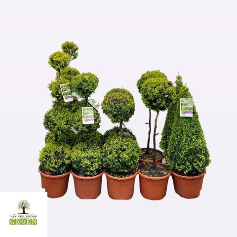 Buxus sempervirens MIX