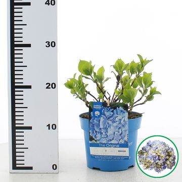 Hydrangea macrophylla ENDLESS SUMMER THE ORIGINAL BLUE