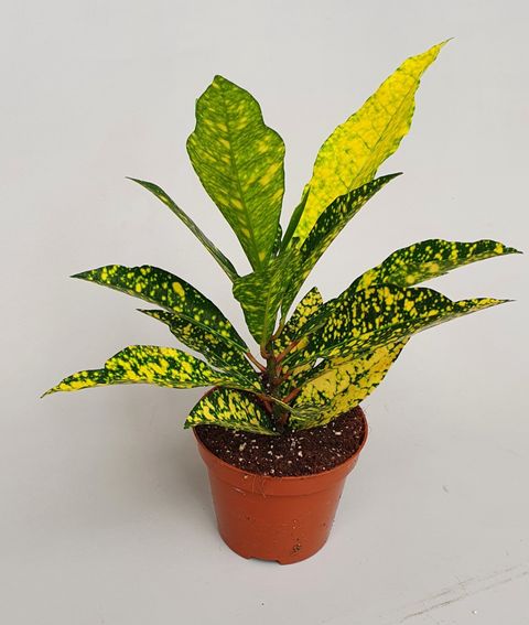 Codiaeum variegatum 'Gold King'