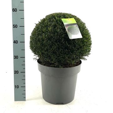 Taxus baccata