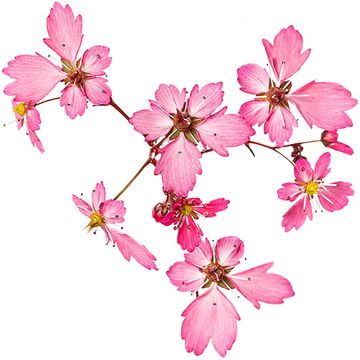 Saxifraga DANCING PIXIES MIX