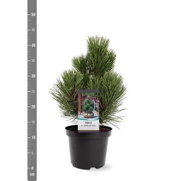 Pinus heldreichii 'Compact Gem'