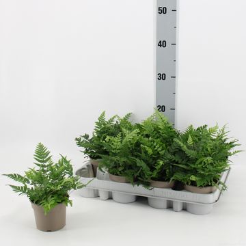 Polystichum tsus-simense