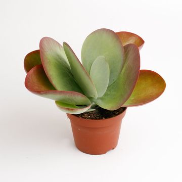 Kalanchoe thyrsiflora RED LIPS