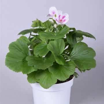 Pelargonium 'Royalty White'