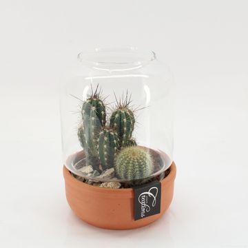 Arrangement Cactus Essentials