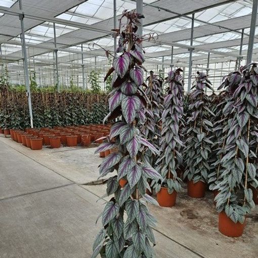 Cissus discolor FLORAMAGIC VIOLET VINE