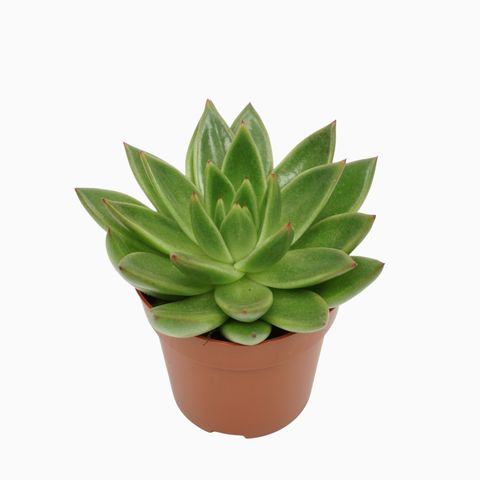 Echeveria agavoides