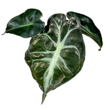 Alocasia 'Venom'