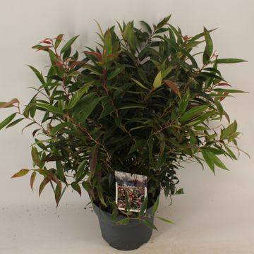 Leucothoe keiskei BURNING LOVE