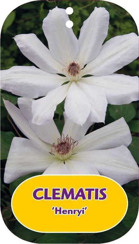 Clematis 'Henryi' (LL)